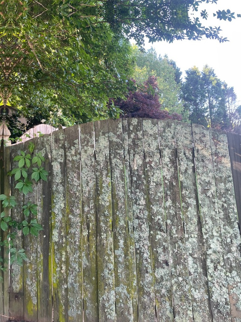 Before fence wash: gray weathered fencing with mildew