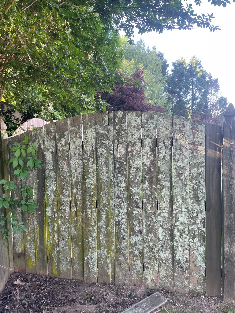 Before fence wash: gray weathered fencing with mildew